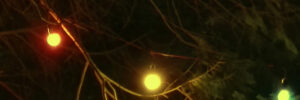 A dream of fireflies